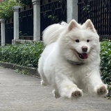 happy果果