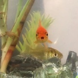 分裂的小蘑菇