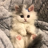 hana_p