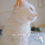 喜茶的阿喵