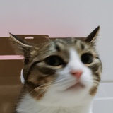毛毛臭