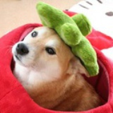 我不是人渣