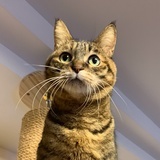 会飞猫
