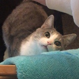 叫不叫叶子