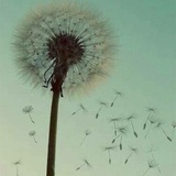 闲与仙人扫落花