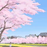 樱花树下