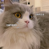 黄昏下的传颂者