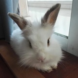 lili