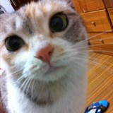 猫大安