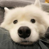 吱吱吱