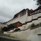 菩提树下七步莲
