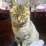 麋鹿