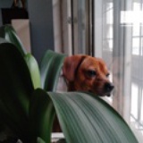 juanjuan