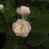 小丸子