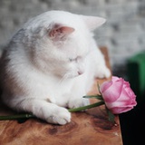石头森林里的猫