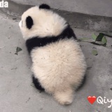 荒原图腾狼