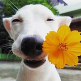 逗比猫~