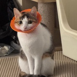 雾与酒馆