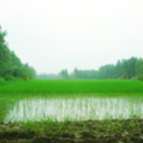 小小鱼