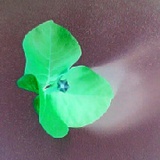 XSLZS