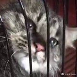 木小清