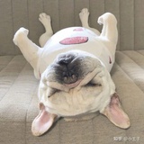 兔酱April