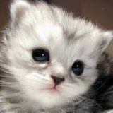 猫猫肥嘟嘟