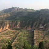 豆