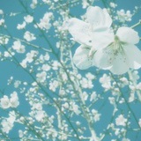 海洛