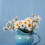 棉花
