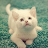 可可猫