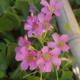 小茉莉丸子