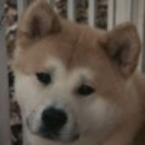 锦瑟