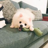 你今天吃没