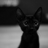 伪文青
