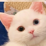 是姐姐呀
