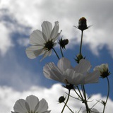 BlueRose