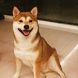 途秧