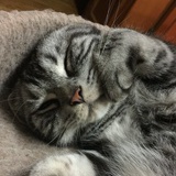 太阳喵