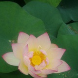 张小燕子