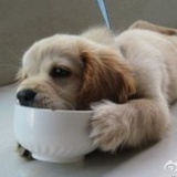 加点儿葱