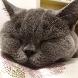 一吃就胖的小懒