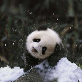 雨打蒲公英