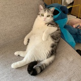 不爱说话的海绵