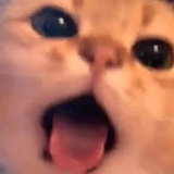 嘟嘟不