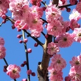 小西