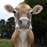 MooGooChina