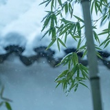 追风筝的人叶子