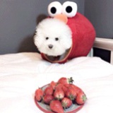 鸡蛋羹