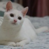 茉莉七七